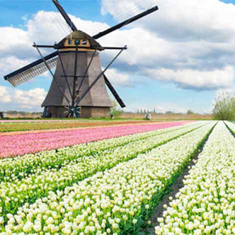 Tour xuân 5 nước - lễ hội hoa xuân tulip Hà Lan