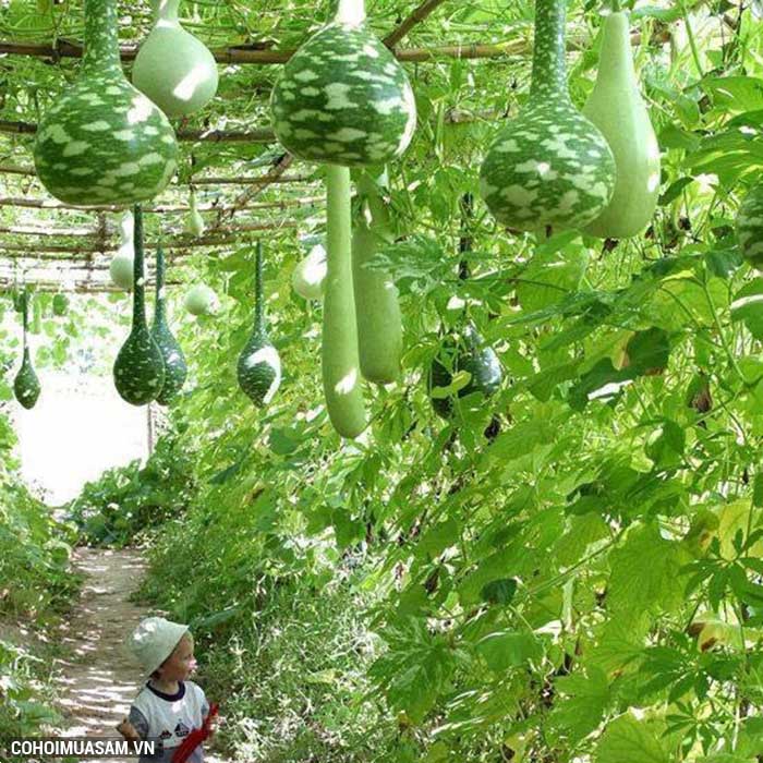 Cần bán đất ở xã Vĩnh Thanh, Nhơn Trạch, Đồng Nai