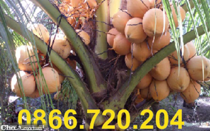 Độc đáo ý tưởng trồng dừa trong chậu