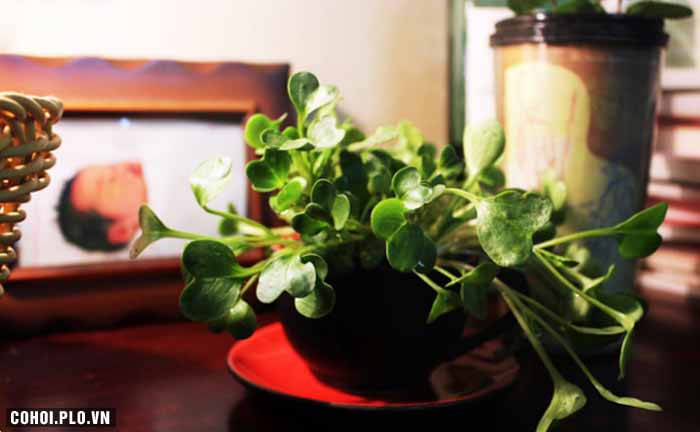 24 mẫu cây xanh để bàn giúp đem lại may mắn
