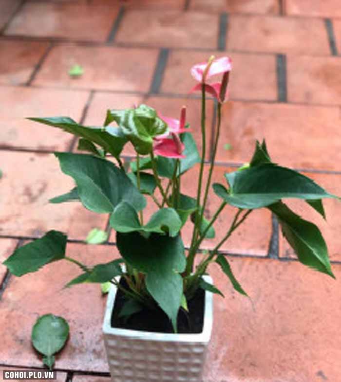 24 mẫu cây xanh để bàn giúp đem lại may mắn