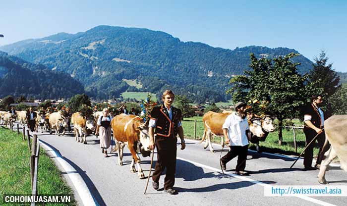 Đến Thụy Sĩ ngắm cảnh, tham quan Lucerne - Interlaken - Ảnh 6