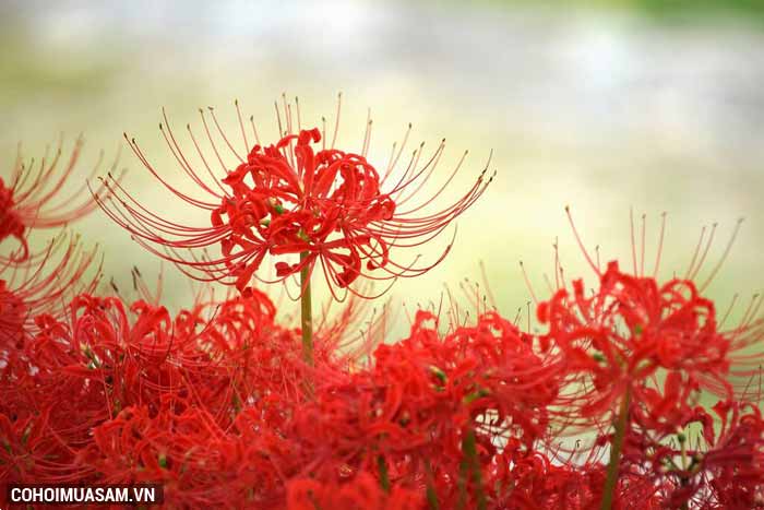 Cùng Du Lịch Việt vi vu Nhật Bản ngắm hoa bỉ ngạn - Ảnh 2