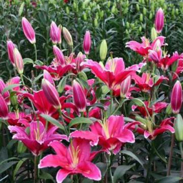 Hoa ly Đà Lạt tết giá rẻ, chất lượng hoa đẹp
