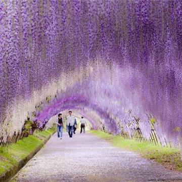Đẹp ngây ngất mùa hoa tử đằng Nhật Bản