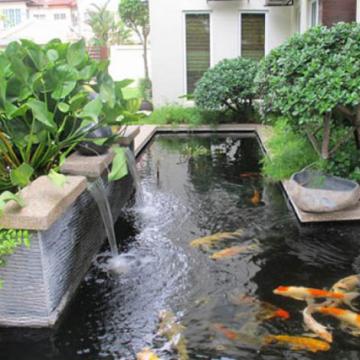 Thiết kế hồ cá cảnh và cung cấp các loại cá đẹp