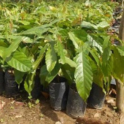 Cung cấp cây cacao giống số lượng lớn