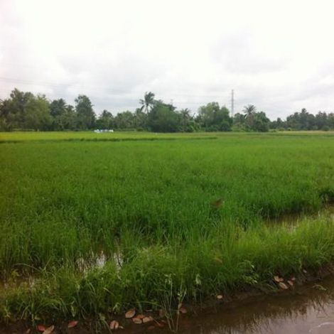Nền đất nông nghiệp huyện Bình Chánh