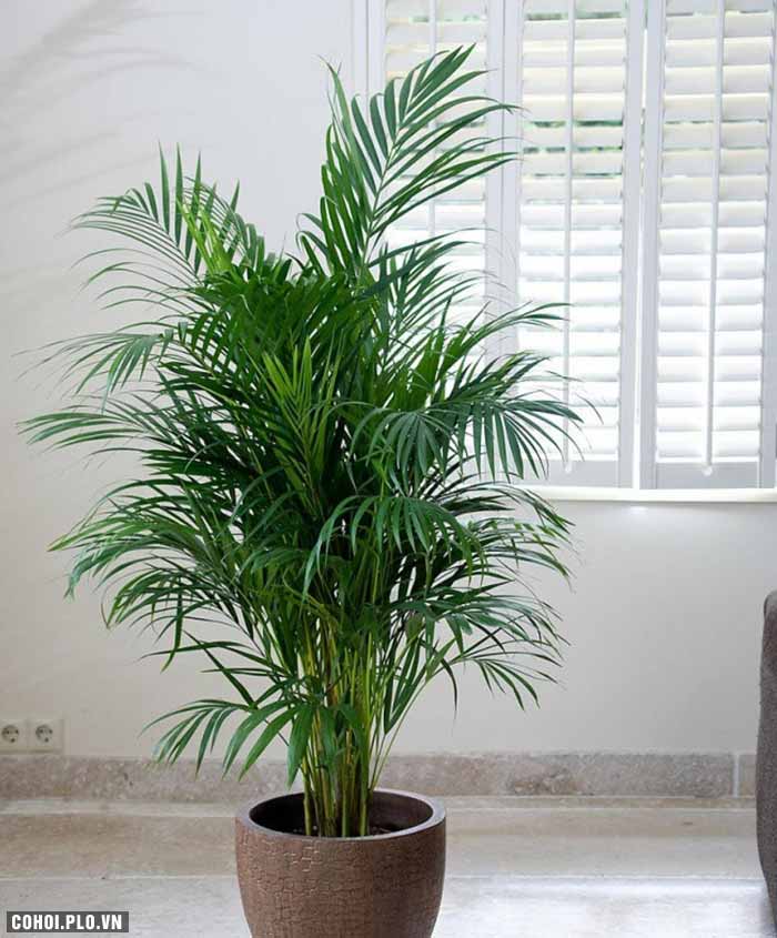 Cây xanh trồng trong nhà, nên trồng cây gì, ở đâu