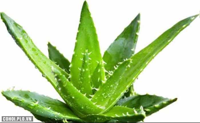 Cây xanh trồng trong nhà, nên trồng cây gì, ở đâu