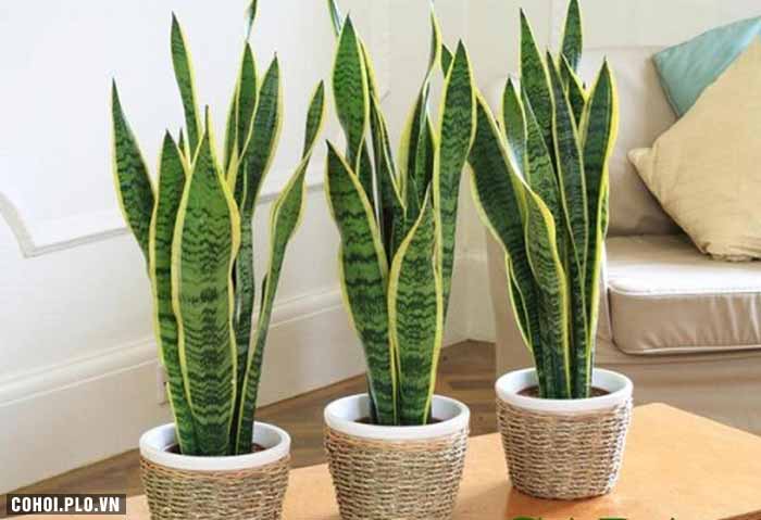 Cây xanh trồng trong nhà, nên trồng cây gì, ở đâu