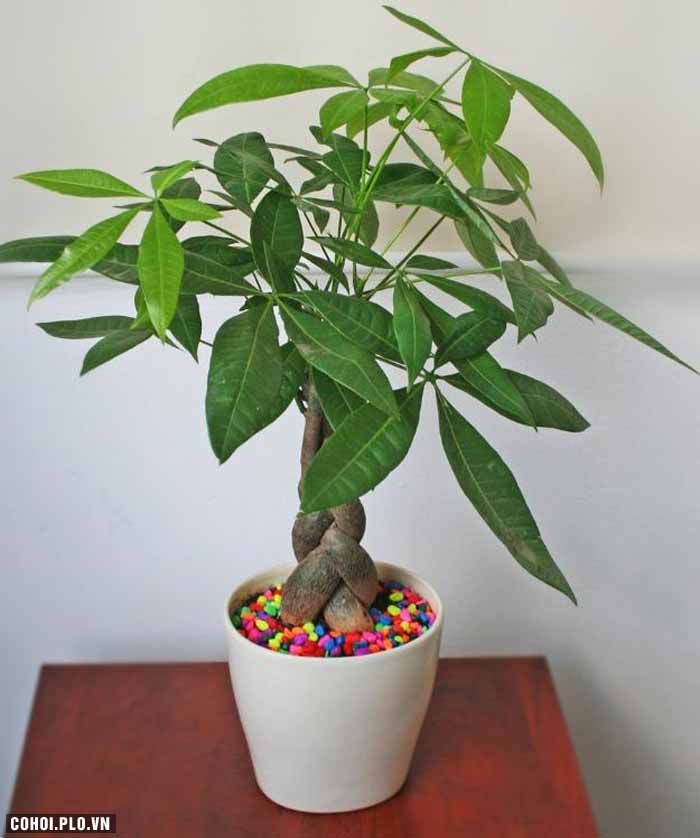 Cây xanh trồng trong nhà, nên trồng cây gì, ở đâu