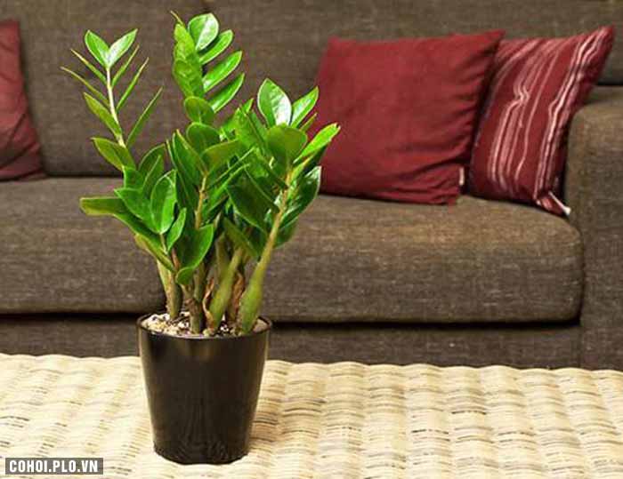 Cây xanh trồng trong nhà, nên trồng cây gì, ở đâu