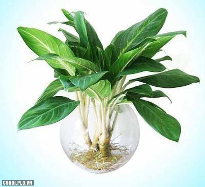 Cây xanh trồng trong nhà, nên trồng cây gì, ở đâu