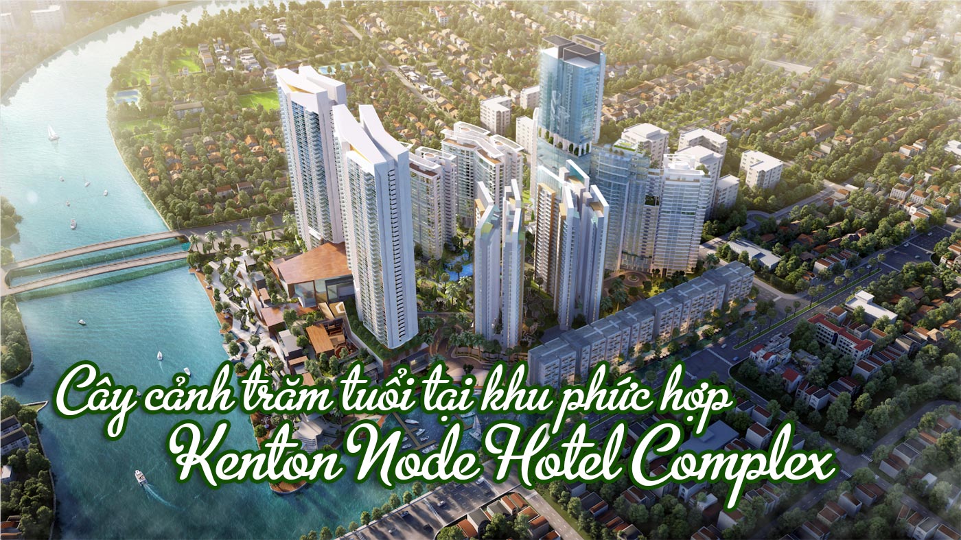 Cây cảnh trăm tuổi tại khu phức hợp Kenton Node Hotel Complex