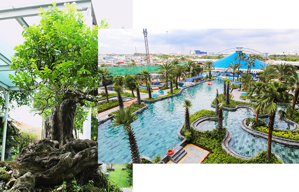 Cây cảnh trăm tuổi tại khu phức hợp Kenton Node Hotel Complex
