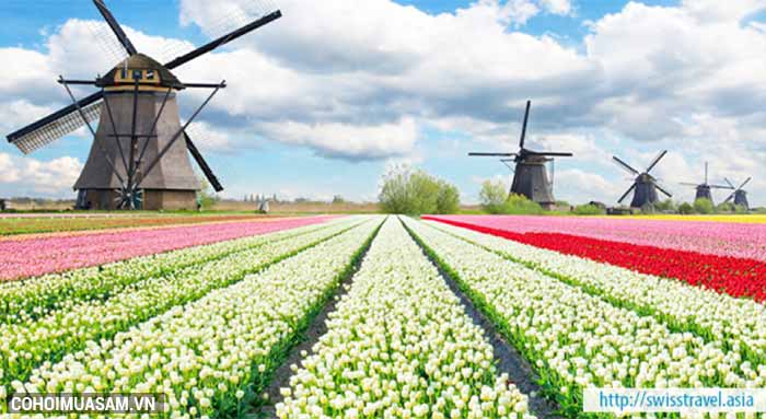 Tour xuân 5 nước - lễ hội hoa xuân tulip Hà Lan - Ảnh 4 Tour xuân 5 nước - lễ hội hoa xuân tulip Hà Lan - Ảnh 4