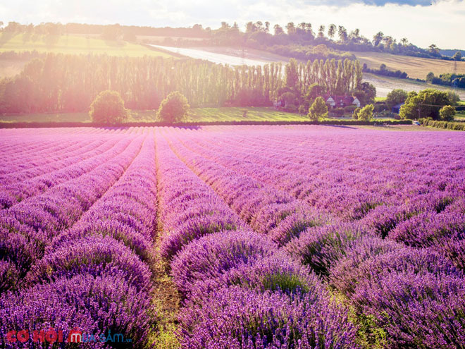 Tour Anh - Scotland khám phá mùa hoa lavender giá chỉ từ 49 triệu - Ảnh 5 Tour Anh - Scotland khám phá mùa hoa lavender giá chỉ từ 49 triệu - Ảnh 5