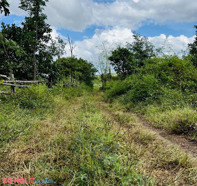 Sang đất Tân Hòa, Buôn Đôn, Đắk Lắk - Ảnh 2 Sang đất Tân Hòa, Buôn Đôn, Đắk Lắk - Ảnh 2